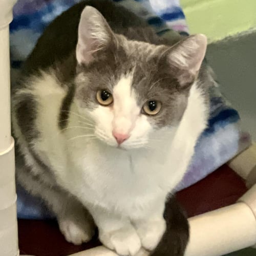 BLOSSOM - Domestic Short Hair available for adoption
