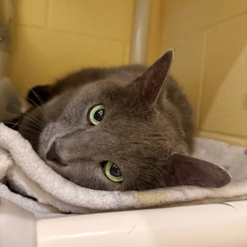 GRAYSON - Domestic Short Hair available for adoption