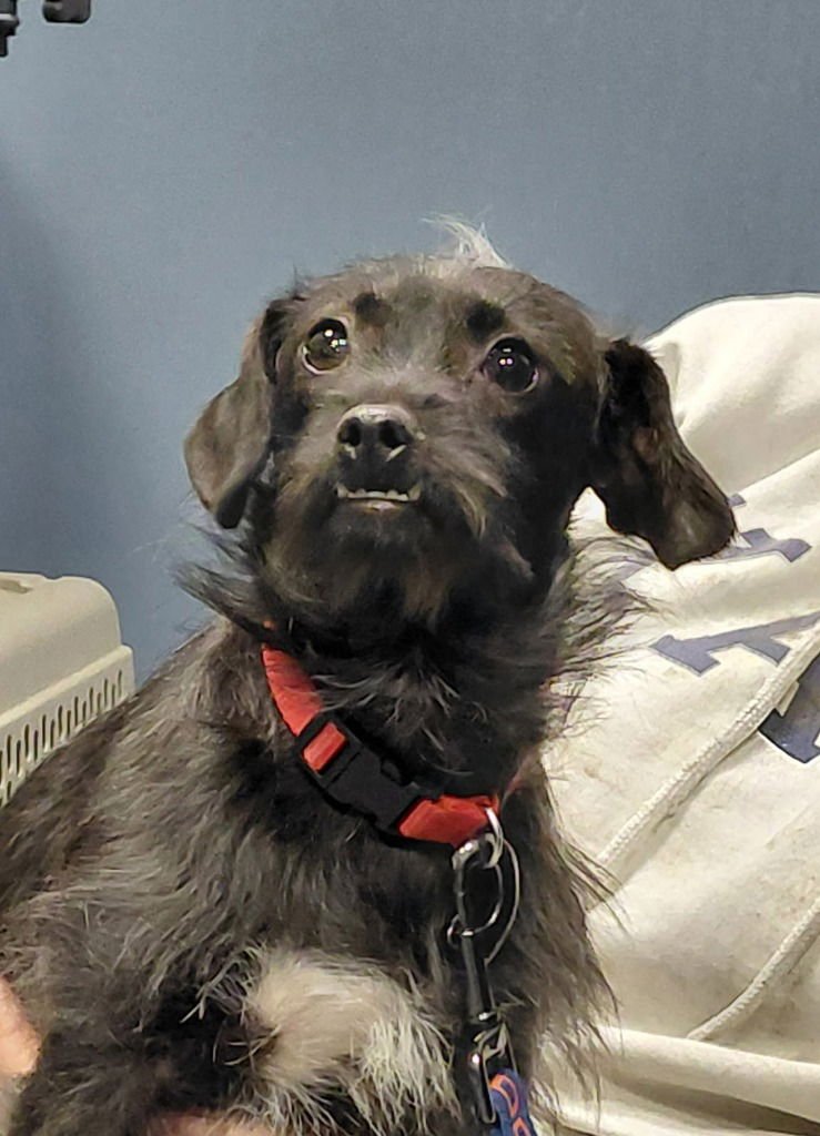 MOMO-IN A FOSTER HOME - Terrier / Terrier for adoption in South Bend