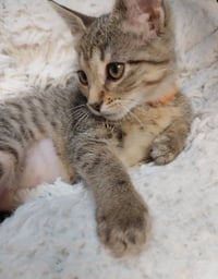 Perdita * IN FOSTER * - Photo 3