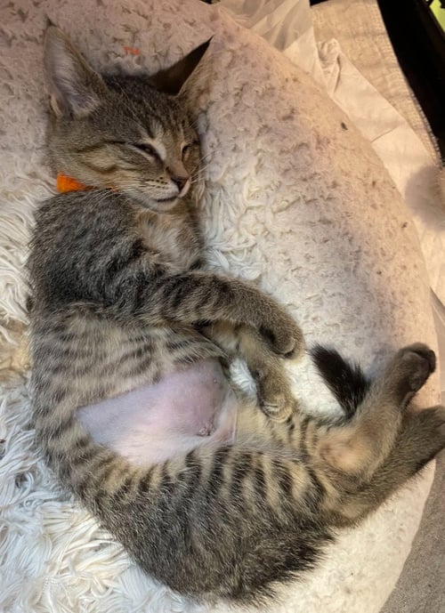 PERDITA * IN FOSTER * - Domestic Short Hair available for adoption