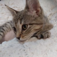 Perdita * IN FOSTER * - Photo 1