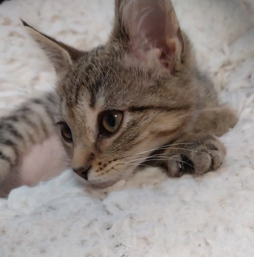 PERDITA * IN FOSTER * - Domestic Short Hair available for adoption