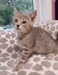Pongo * IN FOSTER * - Photo 1