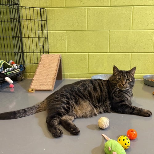 JAXSON - Domestic Short Hair available for adoption