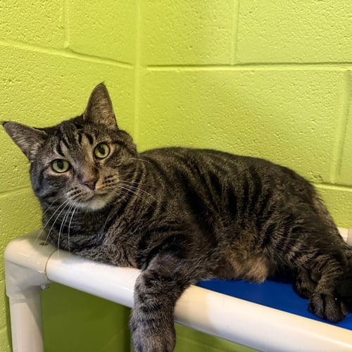 JAXSON - Domestic Short Hair available for adoption