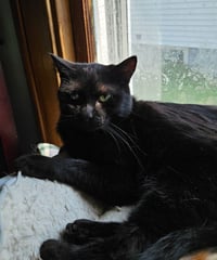 Butch Reed *IN FOSTER* - Photo 1