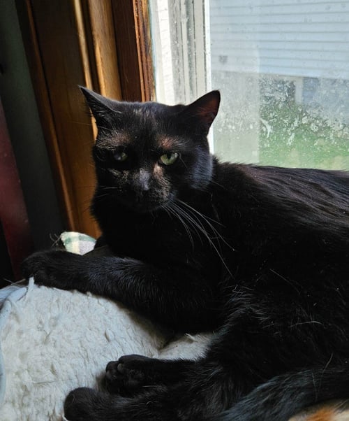 BUTCH REED *IN FOSTER* - Domestic Short Hair available for adoption