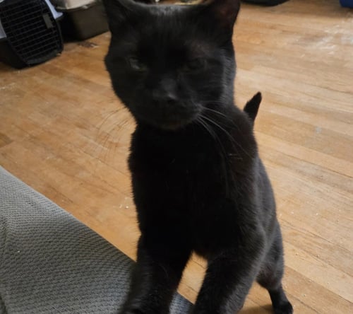 BUTCH REED *IN FOSTER* - Domestic Short Hair available for adoption