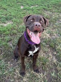 Sheriff - Photo 4