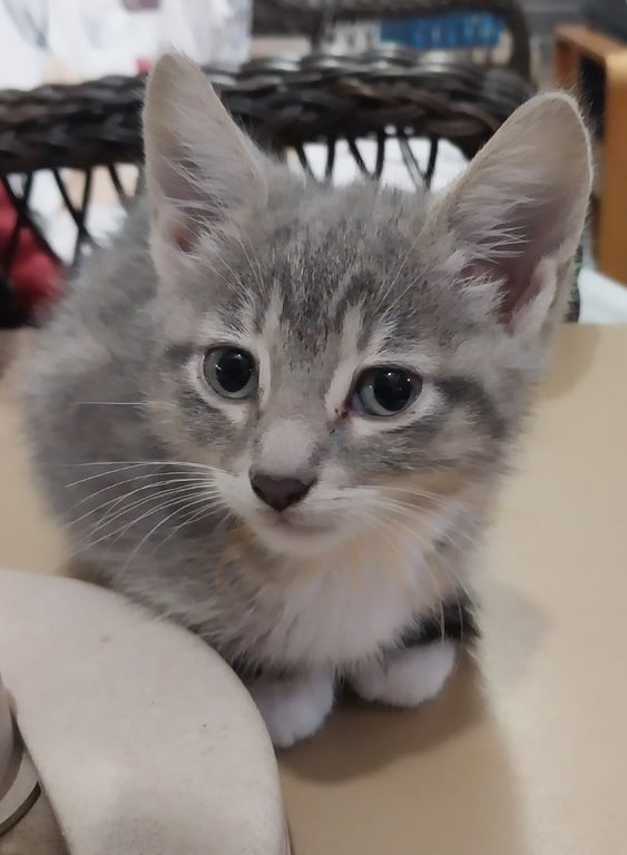 Mila * IN FOSTER * Image