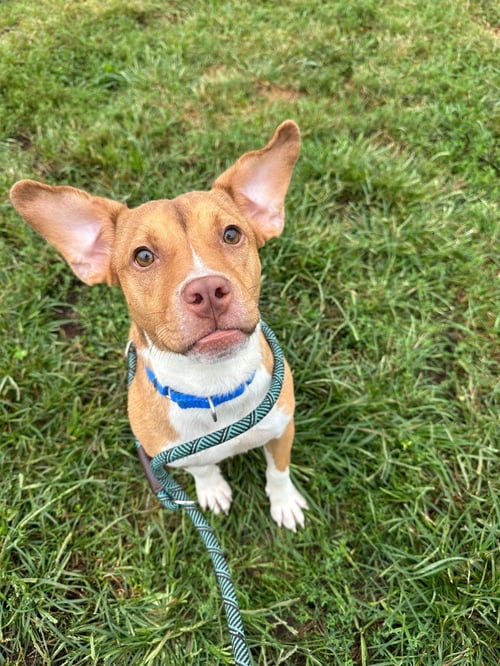 HAYDEN - Hound / Terrier available for adoption