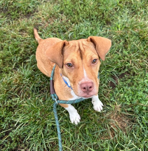 HAYDEN - Hound / Terrier available for adoption