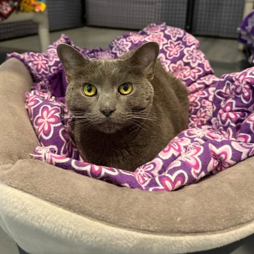 YODA - Domestic Short Hair available for adoption