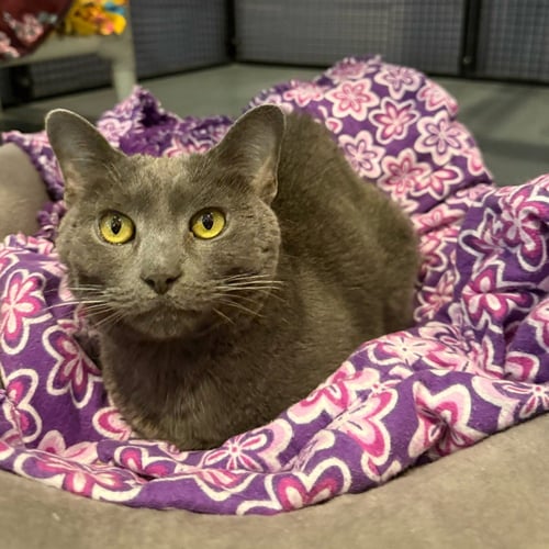 YODA - Domestic Short Hair available for adoption