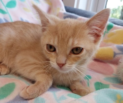 SANFORD * IN FOSTER * - Domestic Short Hair available for adoption