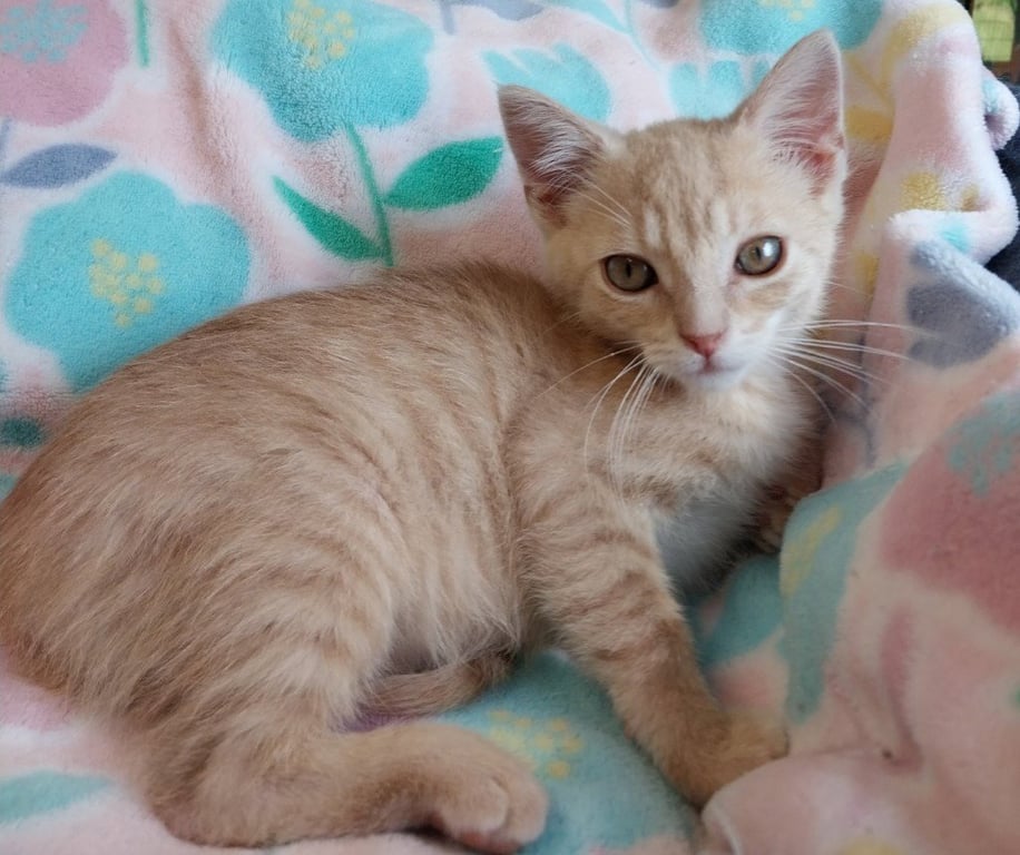 Sanford * IN FOSTER * Image