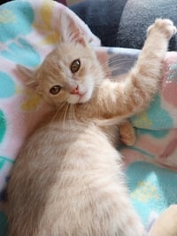 Sanford * IN FOSTER * - Photo 3