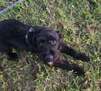 Gypsie - Photo 3