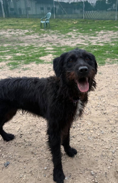 GYPSIE - Terrier / Terrier available for adoption