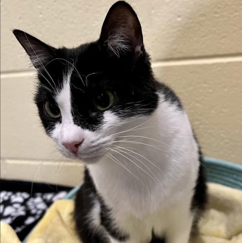 MARION RAVENWOOD - Domestic Short Hair available for adoption