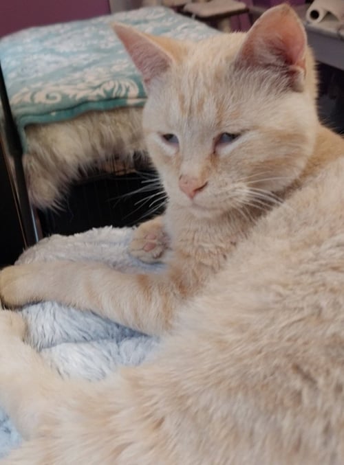NAVIGATOR * IN FOSTER * - Domestic Short Hair available for adoption