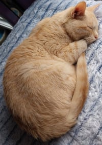 Navigator * IN FOSTER * - Photo 1