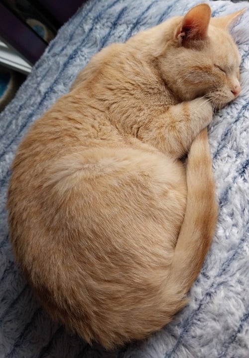 NAVIGATOR * IN FOSTER * - Domestic Short Hair available for adoption