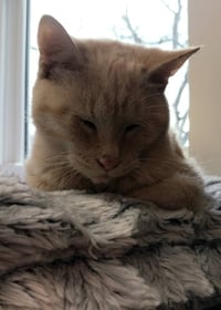 Navigator * IN FOSTER * - Photo 3
