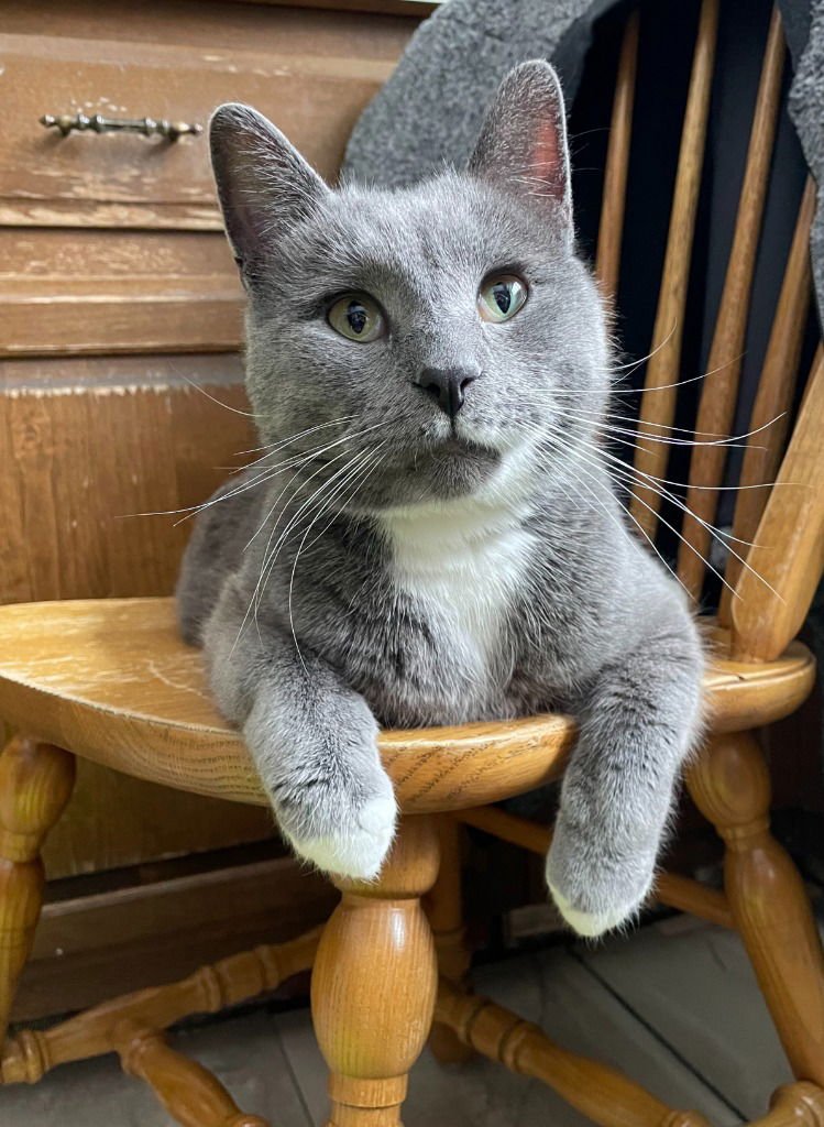 CURIOUS GEORGE * IN FOSTER * - Domestic Short Hair available for adoption