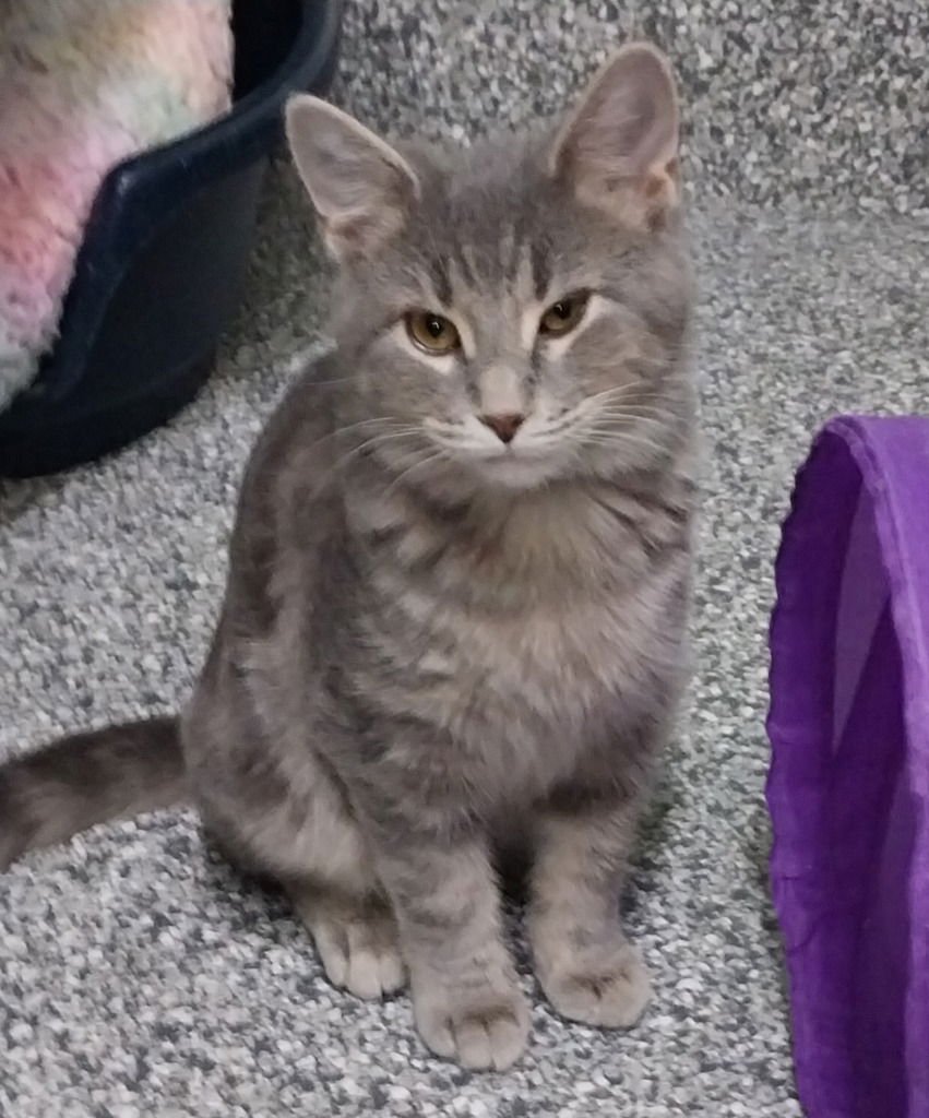 ONION * IN FOSTER * - Domestic Short Hair available for adoption