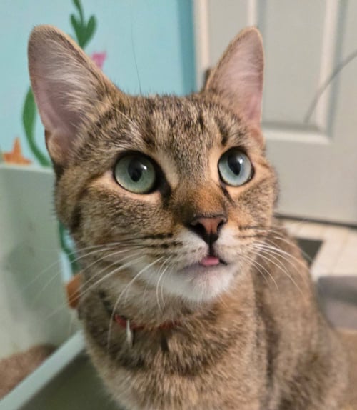 MIEZEKATZE - Domestic Short Hair available for adoption