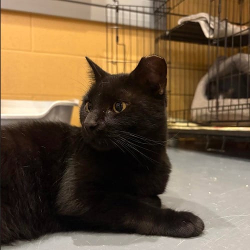 HERSHEY BAR - Domestic Short Hair available for adoption