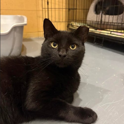 HERSHEY BAR - Domestic Short Hair available for adoption