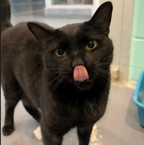 EVY - Domestic Short Hair available for adoption