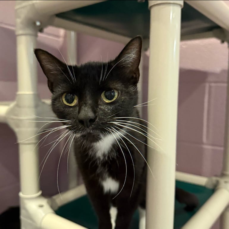 Mariposa Image