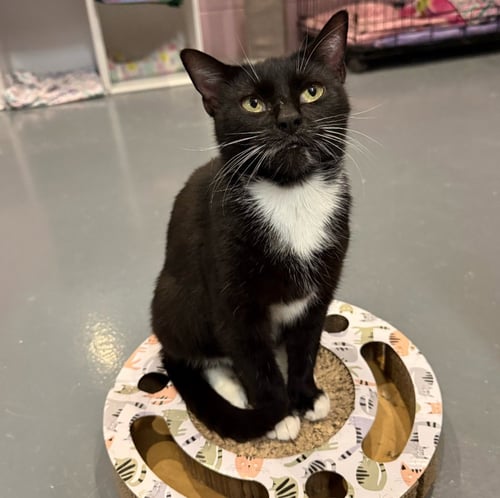 MARIPOSA - Domestic Short Hair available for adoption