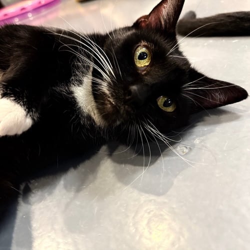 MARIPOSA - Domestic Short Hair available for adoption