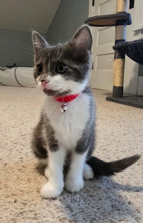 Ara *IN FOSTER* Image