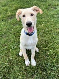 Parker - Photo 2