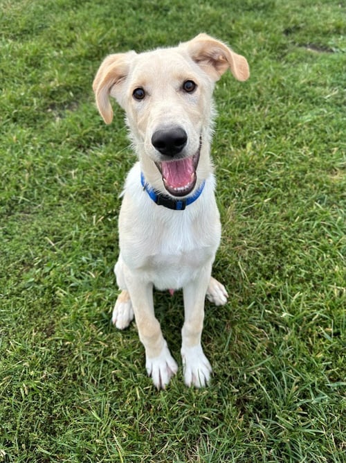 PARKER - Labrador Retriever / Retriever available for adoption