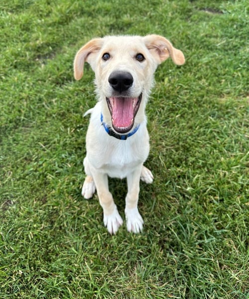 PARKER - Labrador Retriever / Retriever available for adoption