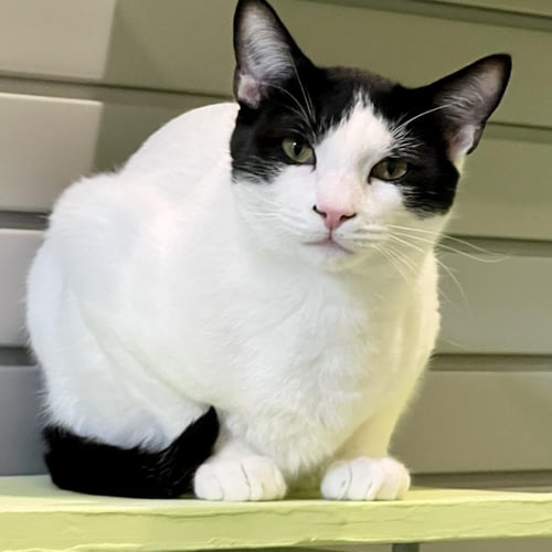 DOOGIE - Domestic Short Hair available for adoption