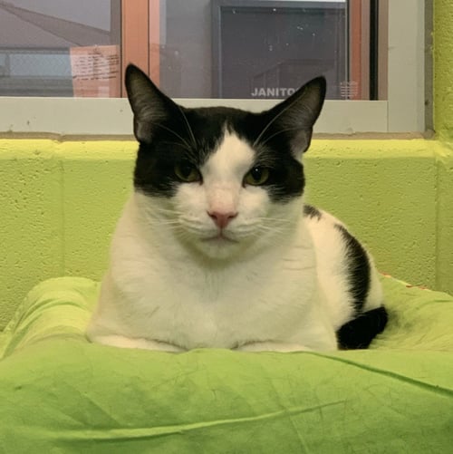 DOOGIE - Domestic Short Hair available for adoption