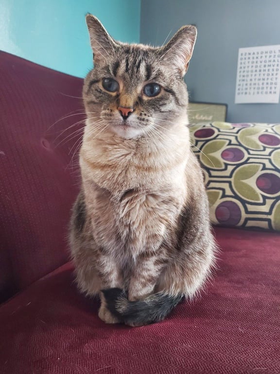 Gatsby *IN FOSTER* Image