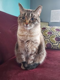 Gatsby *IN FOSTER* - Photo 1