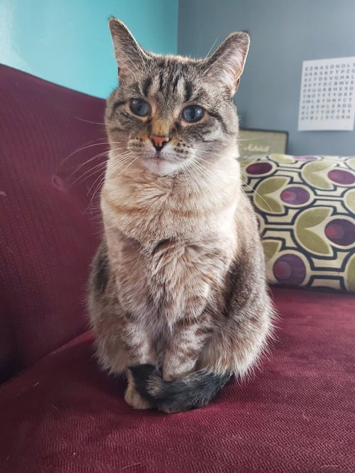 GATSBY *IN FOSTER* - Siamese available for adoption