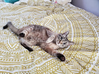 Gatsby *IN FOSTER* - Photo 3