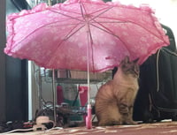 Gatsby *IN FOSTER* - Photo 4