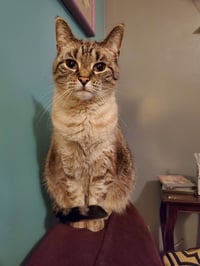 Gatsby *IN FOSTER* - Photo 2